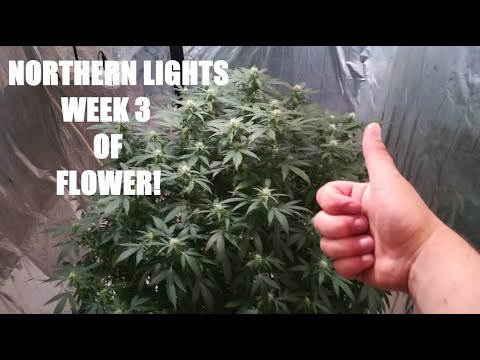 NORTHERN LIGHTS WEEK 3 OF FLOWER!