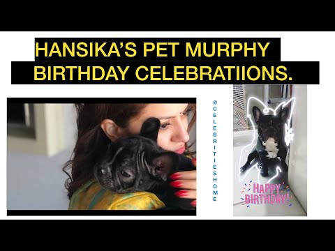 Hansika Motwani Celebrating her Pet MURPHY BIRTHDAY