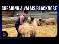 Shearing A Valais Blacknose In Scotland