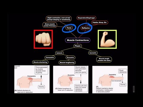 Muscle Contraction Types: Isotonic, Concentric, Eccentric, Isometric #OMT #COMLEX #wedabest