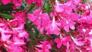 Pink Nerium Oleander Flower After Rainy Day | Stock Footage - Videohive