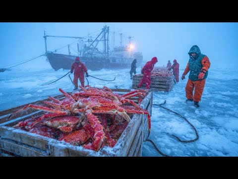 Así Pescan 1 Millón de Dólares en Cangrejos Reales Rompiendo 2 5 Metros de Hielo en Alaska!