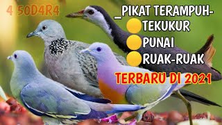 Download lagu 🟠kombinasi pikat terampuh tekukur punai ruak² jernih 💯% mp3 Download lagu 🟠kombinasi pikat terampuh tekukur punai ruak² jernih 💯% mp3