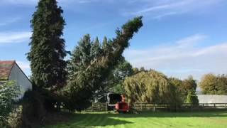 Tree Felling - "Slo-Mo"