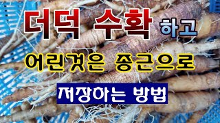 [텃밭농부. 1,357]  더덕 수확하고 어린것은 종근으로 저장 하는 방법 #더덕재배