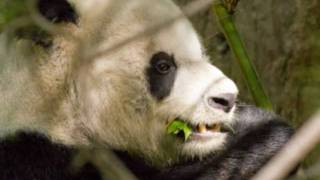 San Diego Zoo - Pandas and Pigs