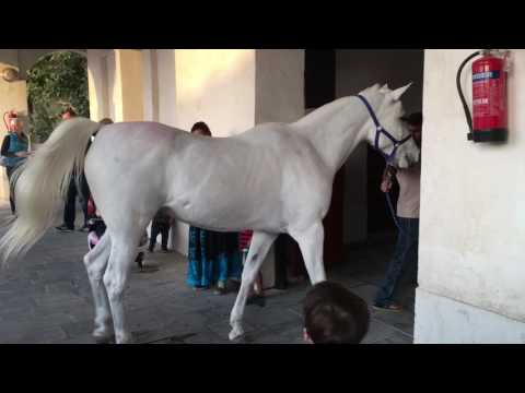 Horses At Souq Waqif