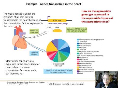 Ch. 14 Networks of Gene Regulation - Part 1 - Overview