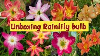 Unboxing Hybrid Rainlily bulbs || online rainlily bulb || where to buy such cheap rainlily bulbs🪴