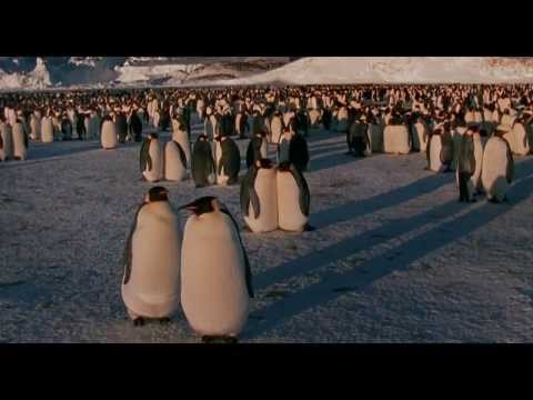 Baskerville - Penguin Love