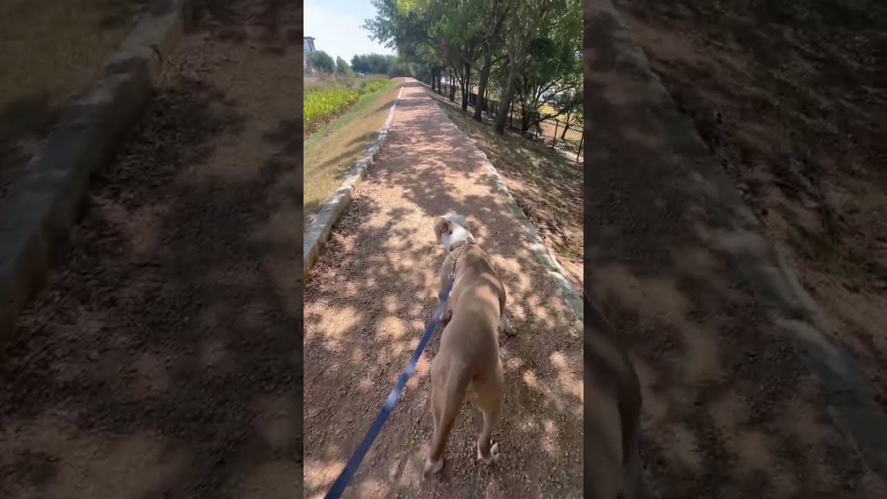 Enlarge Mack, a ADOPTABLE mixed breed in Austin, TX video 6/6
