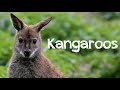 Saint-Saëns "Carnival of the Animals: Kangaroos"