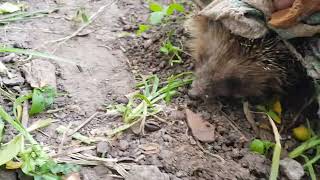 A hedgehog who is not exactly afraid of me