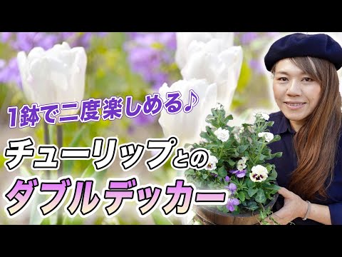 鉢植えや庭でプルメリアの世話をする: 冒険、香水、ケーキの美しい物語で彩られた短いガイド  庭園