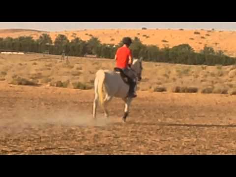 Echo Kaliope 26.06.2014 Athbah Stud