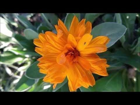 SECRETO EN LA CUNETA 2021 CALZADA DE CALATRAVA