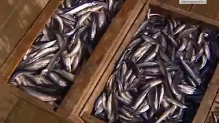 Как и на что ловить корюшку во время нереста