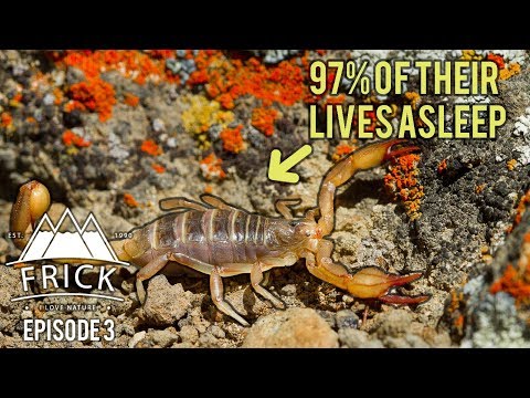 Incredible Ways Life Survives the Badlands - Rattle Snakes, Scorpions and Kangaroo Rats