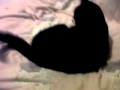MY CAT ELMO D