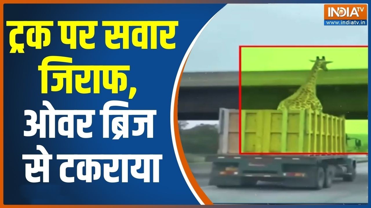 Social Media Viral Video : ट्रक पर सवार जिराफ, ओवर ब्रिज से टकराया, फैक?