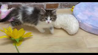 ノルウェージャンフォレストキャットの動画01