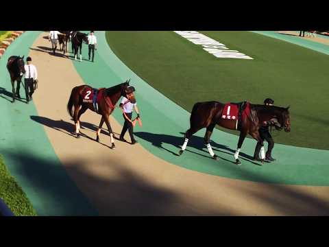 The 13 contenders for the GII 2018 Mainichi Okan in the parade ring