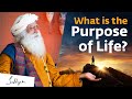 What is the Purpose of Life? - Sadhguru What is the Purpose of Life? - Sadhguru