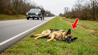 Man Finds His Childhood Dog Abandoned by the Highway—The Truth Shatters Him