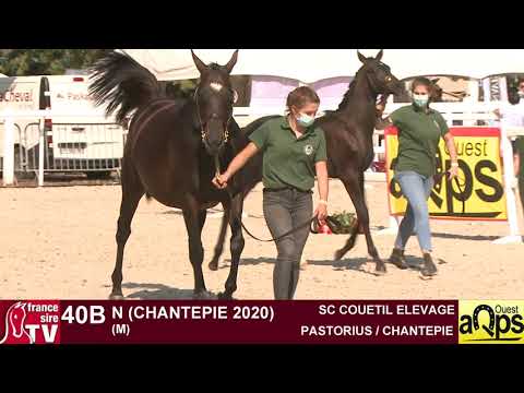 Show AQPS Ouest 2020   Lot 40B