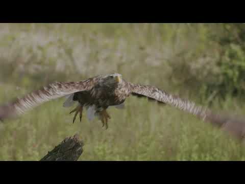 Parcul Natural „Lunca Mureșului” are un FILM DE PREZENTARE realizat din fonduri europene