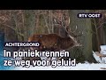 Wilde dieren hebben rust nodig in deze zware winterse tijden | RTV Oost
