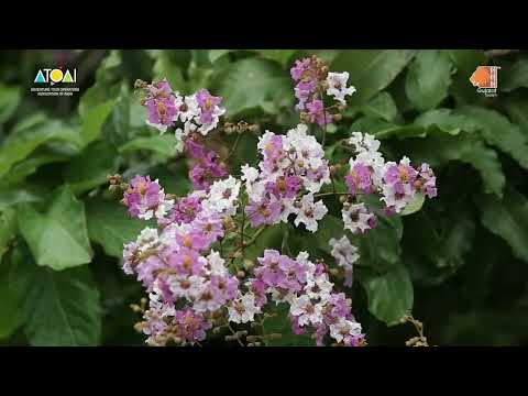 JAL GUJARAT TOURISM POLO FOREST ENGLISH FILM