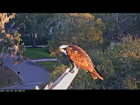 Osprey Back For a Morning Visit in Savannah – Feb. 1, 2017