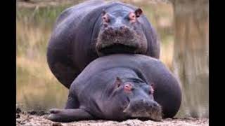 The Hippos Can&#39;t Get Next To You