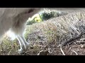 Dog Poop 11 4K