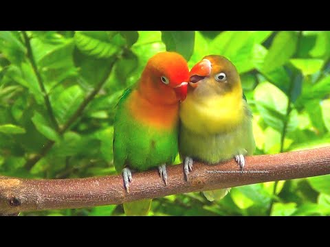 Lovebird Sounds - Parblue Euwing Green Opaline  & Green Opaline