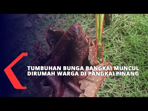 Tumbuhan Bunga Bangkai Muncul di Rumah Warga di Pangkalpinang