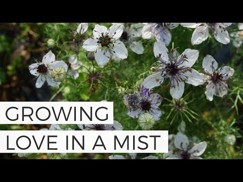 How to Grow Love in a Mist Nigella from Seed (Updated) Cut Flower Gardening for Beginners