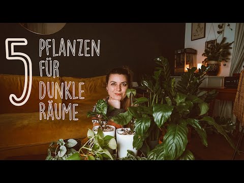 TOP 5 Pflanzen für dunkle Räume 🌿 I Plantmas I Vlogmas Tag 11