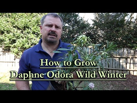 How to grow Daphne Odora Wild Winter (Winter Flowering Evergreen Shrub)