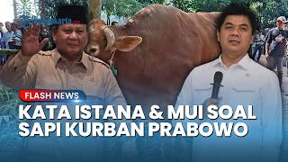 1.098 Sapi Kurban Prabowo Pakai APBN Rp100 Miliar, Istana dan MUI Beri Pembenaran