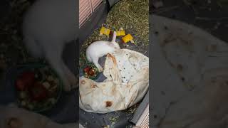Florida White Rabbits Videos