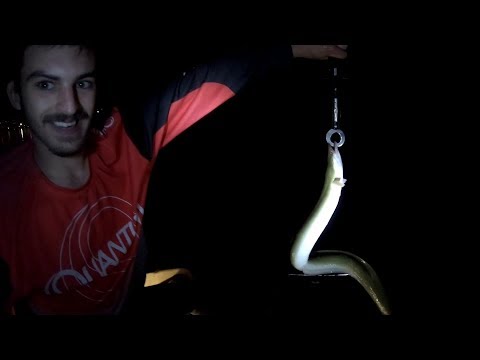 Catching Mega EEL on Rod!?! ( Night Fishing Surprises!!)