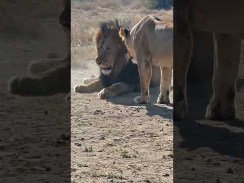 On ne touche pas aux petits de mamans ! 🦁😅