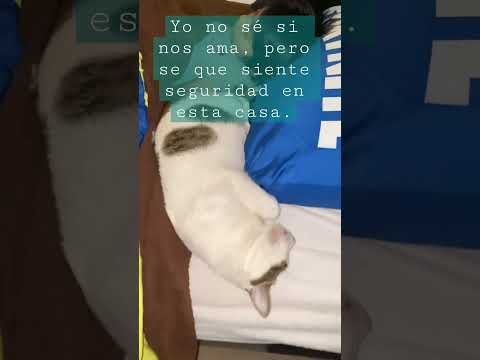 Totó siempre durmiendo con su hermano.