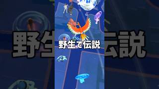 野生で伝説が出たけど… #ポケモンgo #shorts