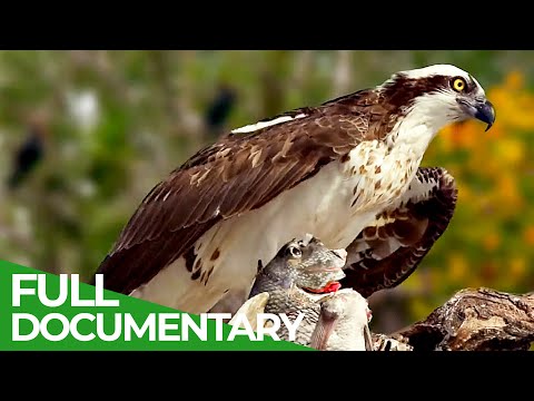 Croatia's Secret Animal Paradise