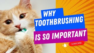 Why Toothbrushing Is So Important?