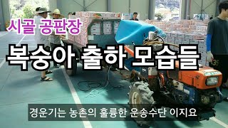 복숭아 공판장 출하 모습들/ 화물차만 이용할까요? 아니요, 다양한 운송수단을 이용합니다