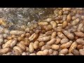 LOUISIANA CAJUN BOILED PEANUTS